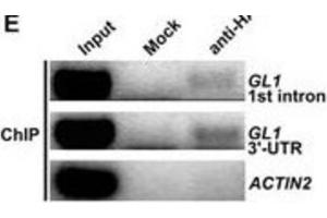 Image no. 1 for anti-HA-Tag antibody (ABIN2932102) (HA-Tag antibody)