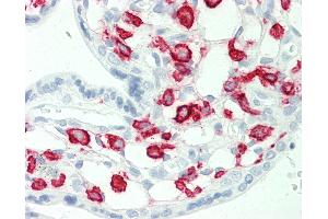 Anti-CD32A antibody IHC staining of human placenta. (FCGR2A antibody)