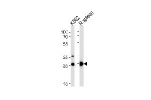 SLC25A37 Antibody (C-term) (ABIN653670 and ABIN2843002) western blot analysis in K562 cell line and rat spleen tissue lysates (35 μg/lane). (SLC25A37 antibody  (C-Term))
