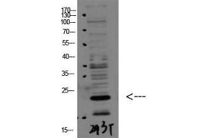 Western Blot (WB) analysis of 293T using Bax Polyclonal Antibody diluted at 1:1000. (BAX antibody  (N-Term))