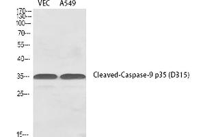 Western Blot analysis of VEC (1), A549 (2), diluted at 1:1000. (Caspase 9 p35 (AA 240-320), (Cleaved-Asp315) antibody)