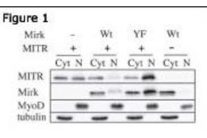 Western Blotting (WB) image for anti-Histone Deacetylase 9 (HDAC9) (AA 2-32), (N-Term) antibody (ABIN387960)