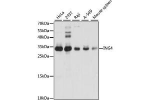 Western blot analysis of extracts of various cell lines, using ING4 antibody (ABIN6128091, ABIN6142452, ABIN6142454 and ABIN6221527) at 1:1000 dilution. (ING4 antibody  (AA 1-190))