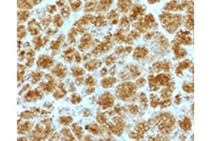 IHC testing of FFPE human pancreas with Elastase 3B antibody. (Elastase 3B antibody  (AA 82-238))