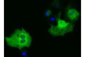 Anti-PAICS mouse monoclonal antibody (ABIN2453415) immunofluorescent staining of COS7 cells transiently transfected by pCMV6-ENTRY PAICS (RC215225). (PAICS antibody)