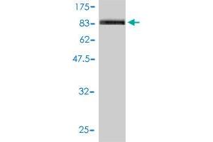 Western Blotting (WB) image for anti-Platelet/endothelial Cell Adhesion Molecule (PECAM1) (AA 29-738) antibody (ABIN562171)