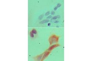 Image no. 3 for anti-Myeloid Differentiation Primary Response Gene (88) (MYD88) (AA 50-100) antibody (ABIN959910) (MYD88 antibody  (AA 50-100))
