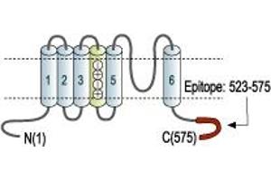 Representative domain view of the target of ABIN7043520.