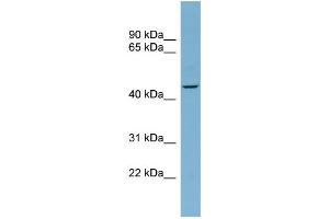 WB Suggested Anti-FBXO4  Antibody Titration: 0. (FBXO4 antibody  (Middle Region))