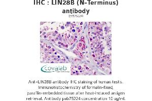Image no. 1 for anti-Lin-28 Homolog B (LIN28B) (N-Term) antibody (ABIN2852407) (LIN28B antibody  (N-Term))
