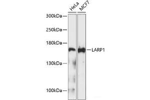 Western blot analysis of extracts of various cell lines using LARP1 Polyclonal Antibody at dilution of 1:1000. (LARP1 antibody)