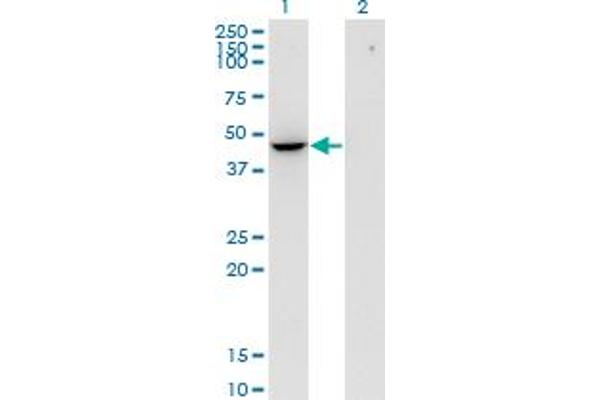 Flotillin 2 antibody  (AA 1-379)