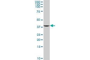GIMAP4 MaxPab polyclonal antibody. (GIMAP4 antibody  (AA 1-329))