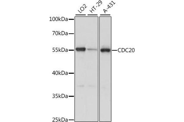 CDC20 antibody  (AA 1-270)