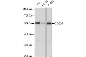 Western blot analysis of extracts of various cell lines, using CDC20 antibody (ABIN7266246) at 1:1000 dilution. (CDC20 antibody  (AA 1-270))