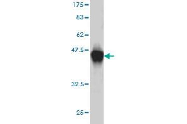UNC5D antibody  (AA 31-130)