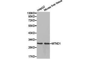 Western Blotting (WB) image for anti-Mitochondrially Encoded NADH Dehydrogenase 1 (MT-ND1) antibody (ABIN1873774) (MT-ND1 antibody)