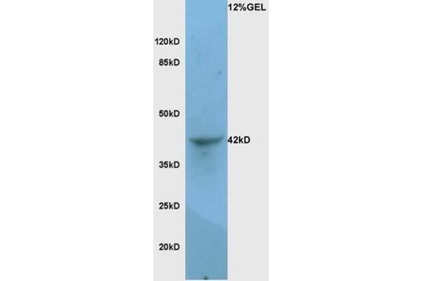 LAMP1 antibody  (AA 301-417)