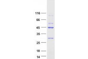 Validation with Western Blot (EIF2B2 Protein (Myc-DYKDDDDK Tag))