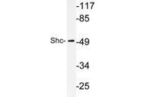 Western blot analysis of Shc antibody in extracts from HeLa cells. (SHC1 antibody)