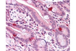 Anti-PPAPDC2 antibody IHC of human small intestine. (PPAPDC2 antibody  (C-Term))