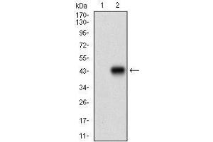 Western blot analysis using RPTOR mAb against HEK293 (1) and RPTOR (AA: 874-1009)-hIgGFc transfected HEK293 (2) cell lysate.