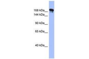 Image no. 1 for anti-Synaptojanin 1 (SYNJ1) (AA 1190-1239) antibody (ABIN6743052) (Synaptojanin 1 antibody  (AA 1190-1239))