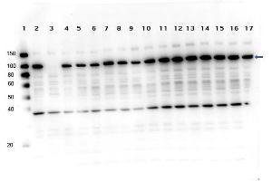 Western Blot of Rabbit anti-PARP1 multi lysate Western Blot of Rabbit anti-PARP1 antibody. (PARP1 antibody  (C-Term))