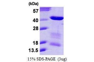 Image no. 1 for Mortality Factor 4 Like 1 (MORF4L1) protein (His tag) (ABIN1098604) (MORF4L1 Protein (His tag))