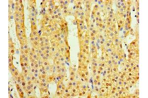 Immunohistochemistry of paraffin-embedded human adrenal gland tissue using ABIN7173221 at dilution of 1:100 (TMEM44 antibody  (AA 269-439))