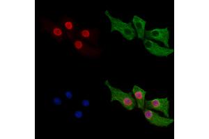 anti-NLR Family, Pyrin Domain Containing 1 (NLRP1) (N-Term) antibody