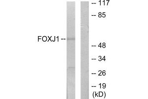 Western Blotting (WB) image for anti-Forkhead Box J1 (FOXJ1) (Internal Region) antibody (ABIN1849865) (FOXJ1 antibody  (Internal Region))
