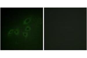 Immunofluorescence analysis of A549 cells, using JAK3 (Ab-785) Antibody. (JAK3 antibody  (AA 751-800))