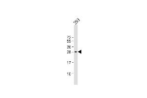 Anti-C19orf38 Antibody (Center) at 1:1000 dilution + 293 whole cell lysate Lysates/proteins at 20 μg per lane. (C19orf38 antibody  (AA 129-158))