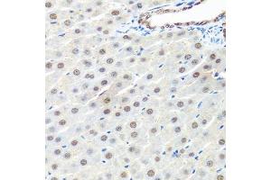 Immunohistochemistry of paraffin-embedded rat liver using PRPF19 antibody.