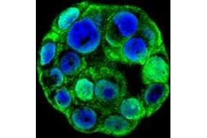 Confocal immunofluorescent analysis with WiDr cells using SP1 / TSFP1  Antibody (C-term), followed by Alexa Fluor 488-conjugated goat anti-rabbit lgG (green). (SP1 antibody  (C-Term))