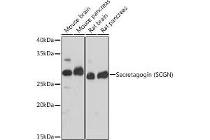 Western blot analysis of extracts of various cell lines, using Secretagogin (Secretagogin (SCGN)) Rabbit mAb (ABIN7270178) at 1:1000 dilution. (SCGN antibody)