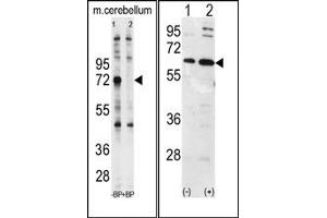 Image no. 1 for anti-Ubiquilin 1 (UBQLN1) (N-Term) antibody (ABIN357611)