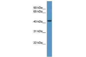 WB Suggested Anti-B4galt6 Antibody Titration:  0.
