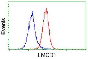 Image no. 2 for anti-LIM and Cysteine-Rich Domains 1 (LMCD1) antibody (ABIN1499184) (LMCD1 antibody)