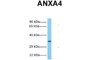 Host:  Rabbit  Target Name:  ANXA4  Sample Tissue:  Human Fetal Liver  Antibody Dilution:  1.