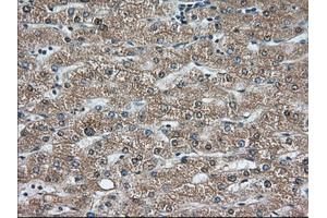 Immunohistochemical staining of paraffin-embedded Human pancreas tissue using anti-C9orf41 mouse monoclonal antibody. (C9orf41 antibody)