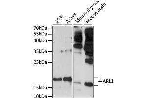 ARL1 抗体  (AA 62-181)