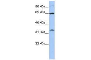 Image no. 1 for anti-Solute Carrier Family 24 (Sodium/potassium/calcium Exchanger), Member 6 (SLC24A6) (AA 468-517) antibody (ABIN6740855) (SLC24A6 antibody  (AA 468-517))