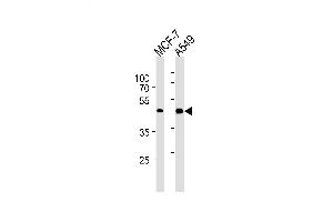 Lane 1: MCF-7 Cell lysates, Lane 2: A549 Cell lysates, probed with CCRK (885CT27. (CCRK antibody)
