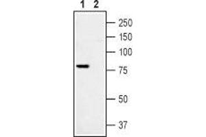 Western blot analysis of Rat DRG lysate:1.
