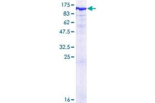 INPP5B Protein (AA 1-748) (GST tag)