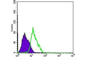 Flow cytometric analysis of PC-2 cells using MSI1 mouse mAb (green) and negative control (purple). (MSI1 antibody)