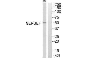 Western Blotting (WB) image for anti-Secretion Regulating Guanine Nucleotide Exchange Factor (SERGEF) (Internal Region) antibody (ABIN1852074)