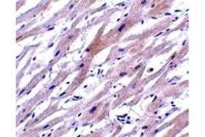 Immunohistochemistry (IHC) image for anti-Uracil-DNA Glycosylase (UNG) (N-Term) antibody (ABIN1031654) (UNG antibody  (N-Term))